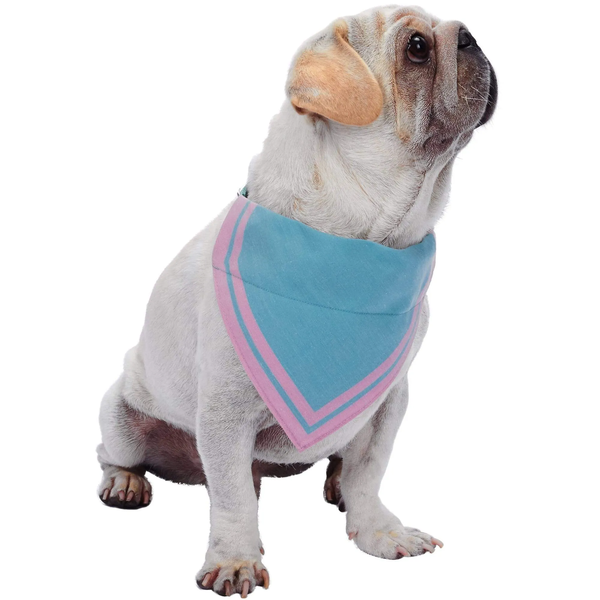 Classic Dog Collar with Bandana