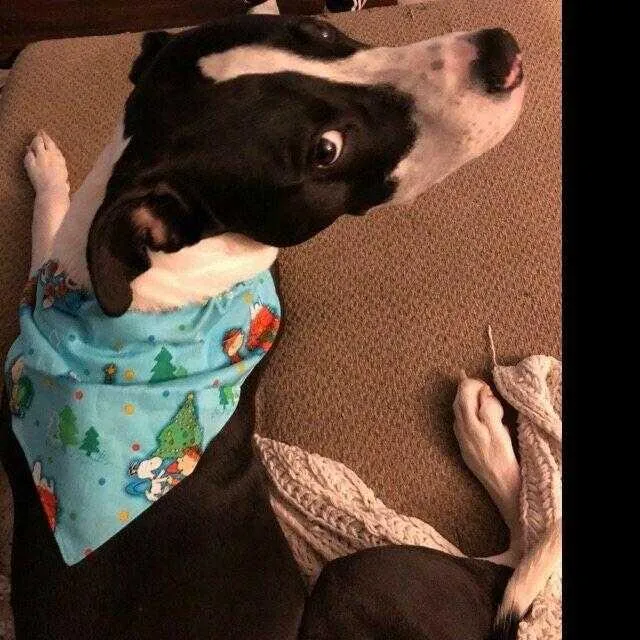David Bowie Dog Bandana Over the Collar dog bandana scarf puppy collar bandana Petcollarshandmade