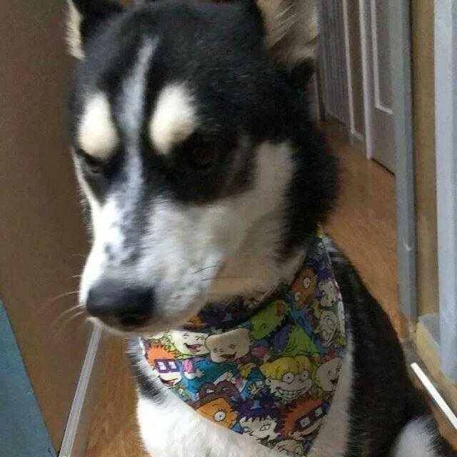 David Bowie Dog Bandana Over the Collar dog bandana scarf puppy collar bandana Petcollarshandmade
