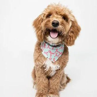 Heather Dogg, Pink Ribbon Breast Cancer Awareness Dog Bandana