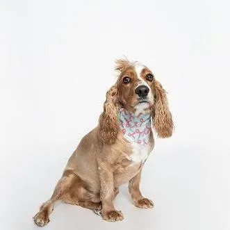 Heather Dogg, Pink Ribbon Breast Cancer Awareness Dog Bandana