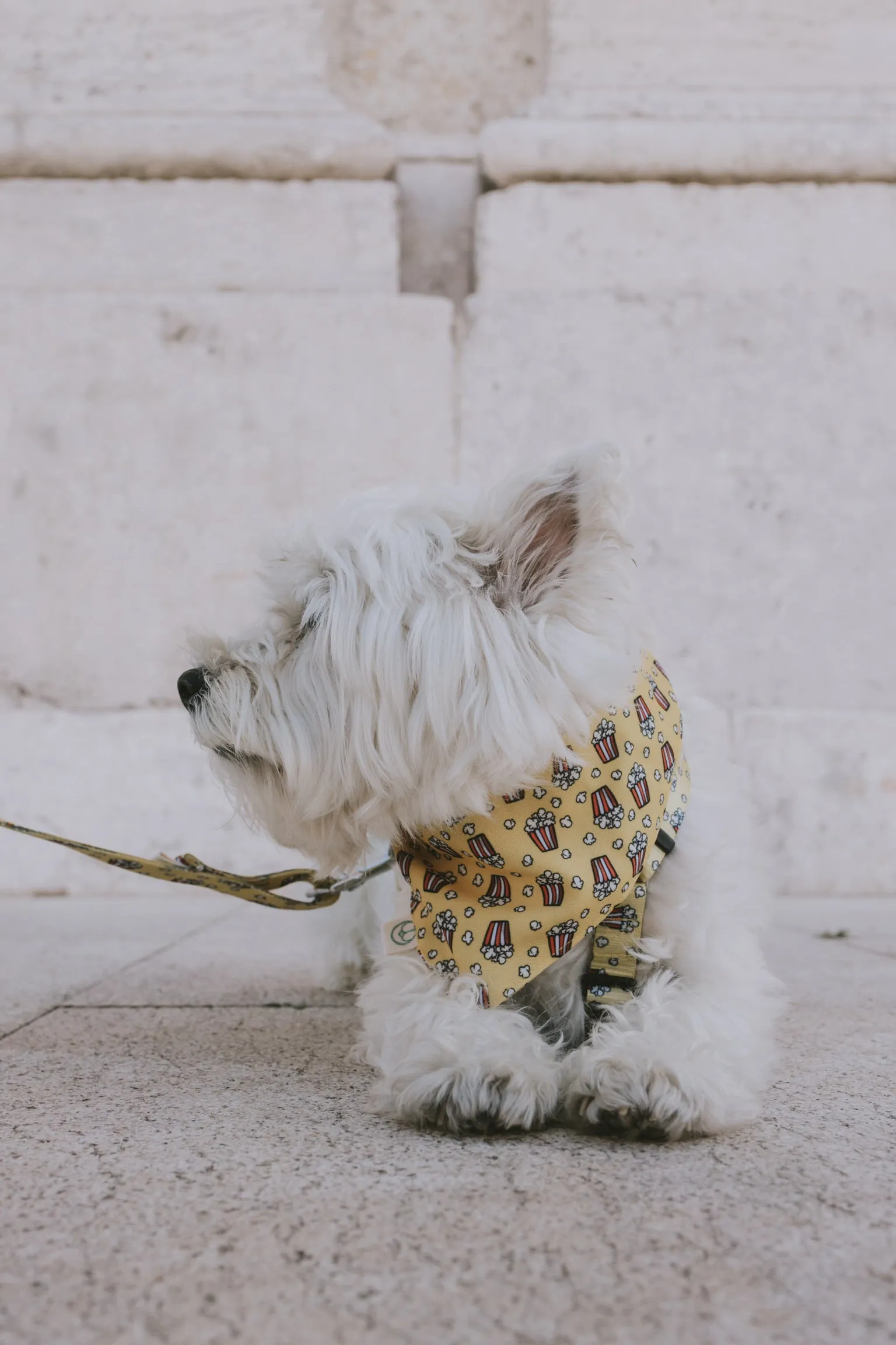 Hollywood Bandana