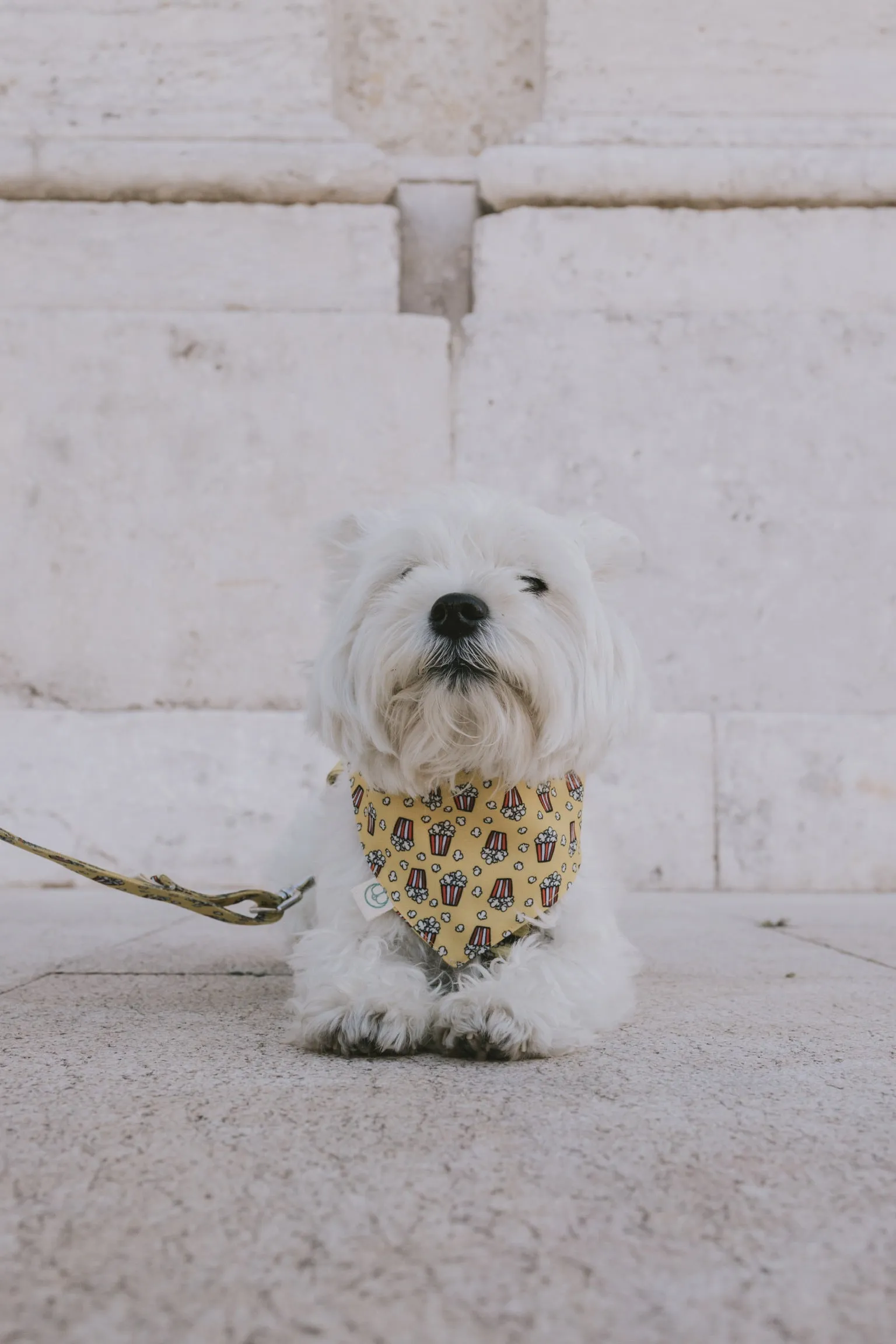 Hollywood Bandana