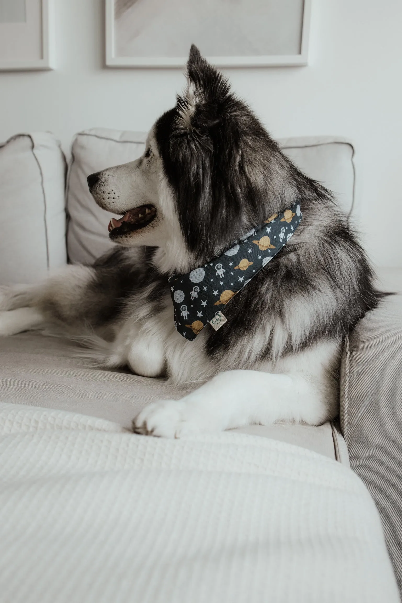 Houston Bandana
