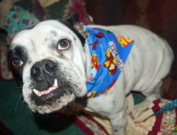 Peanuts Dog Bandana Over the Collar dog bandana Christmas Petcollarshandmade