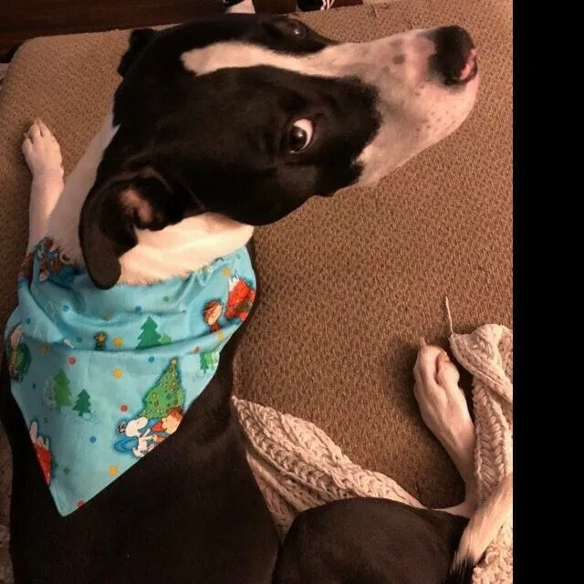 Peanuts Dog Bandana Over the Collar dog bandana Christmas Petcollarshandmade