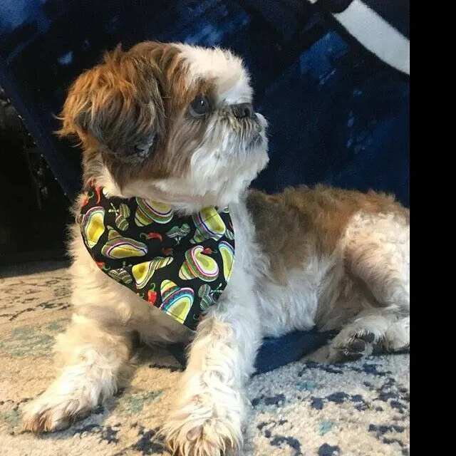 Peanuts Dog Bandana Over the Collar dog bandana Christmas Petcollarshandmade