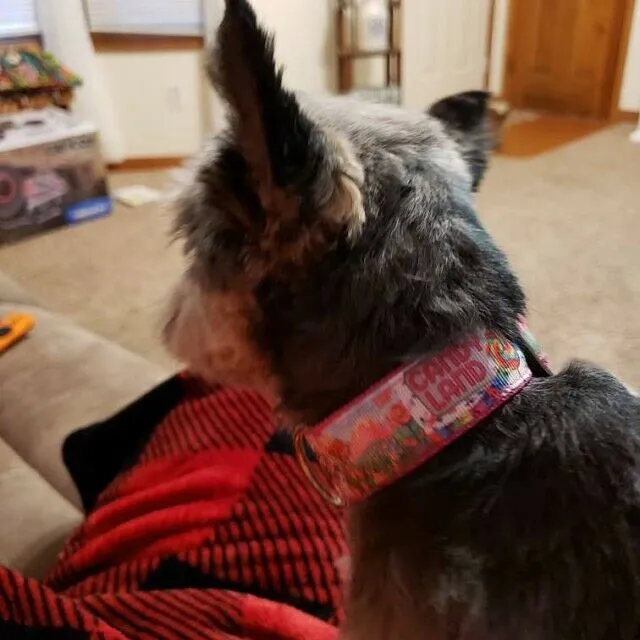 Peanuts Dog Bandana Over the Collar dog bandana Christmas Petcollarshandmade