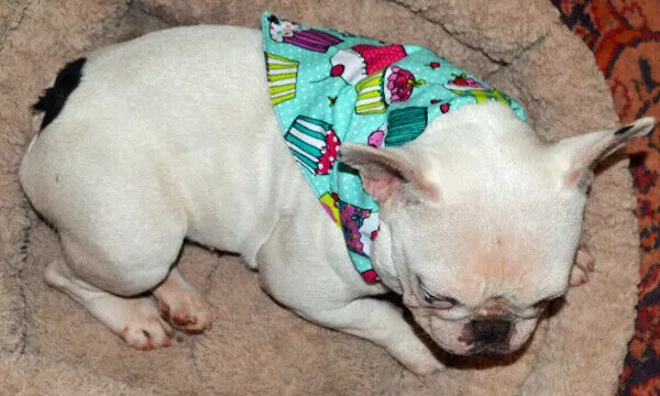 Peanuts Dog Bandana Over the Collar dog bandana Christmas Petcollarshandmade