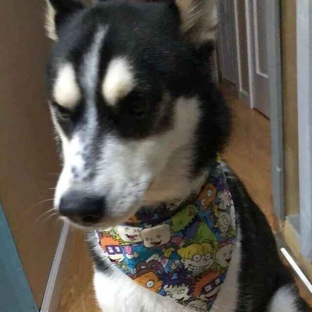 Peanuts Dog Bandana Over the Collar dog bandana Christmas Petcollarshandmade