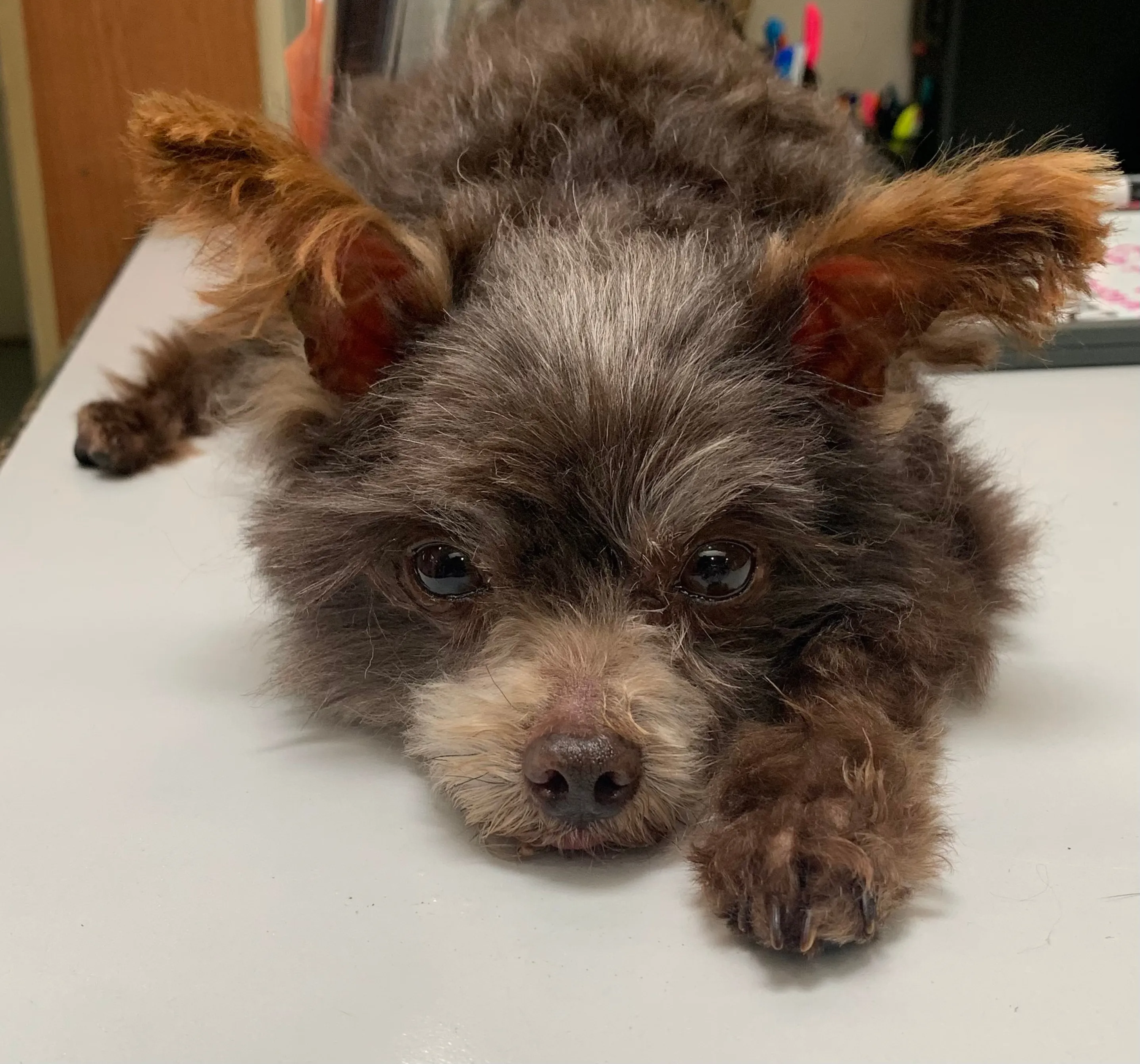 The Gift of Complete Care - Dog