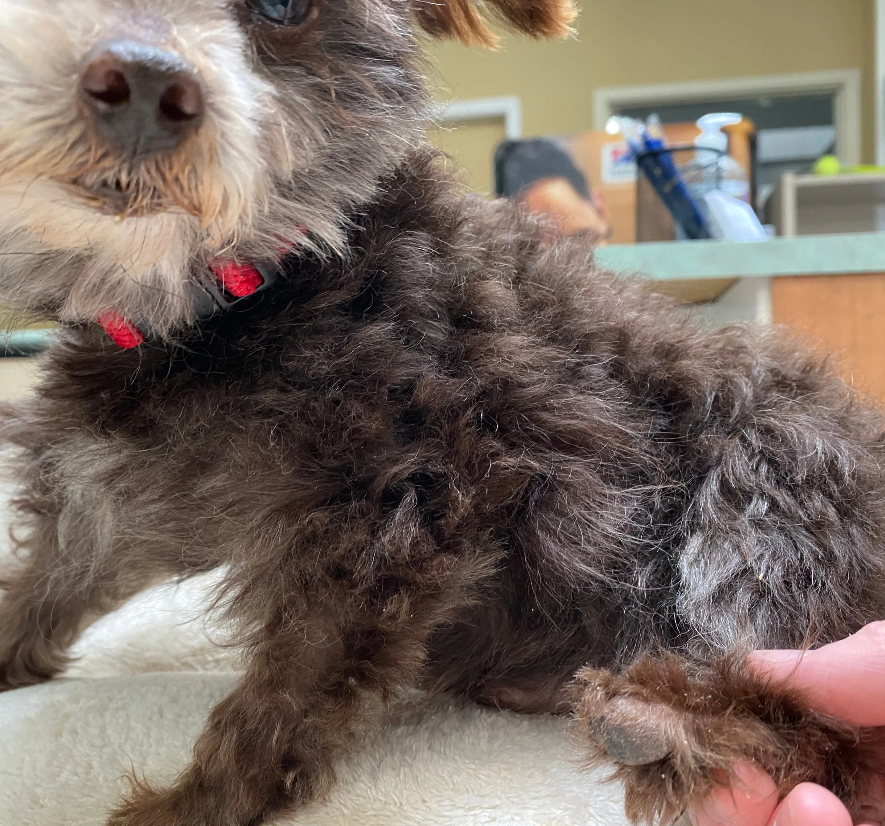 The Gift of Complete Care - Dog