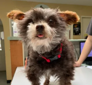 The Gift of Complete Care - Dog